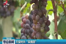 吉安：万安时兴“采摘游”视频封面