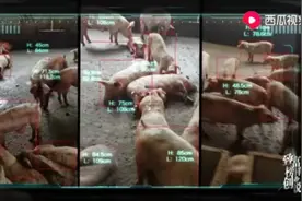 这养殖不赚钱都难手机对着猪身扫一下就能计算出每头猪的身高体重视频封面