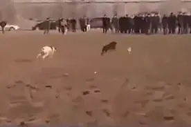 兔子比狗跑的还快视频封面