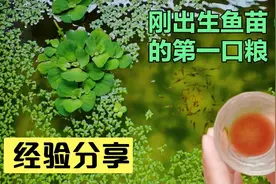 孔雀鱼刚出生的小苗如何喂养，喂什么很关键，喂对一天一个样