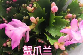 生机勃勃开花鲜艳的蟹爪兰，开花时浇水有讲究，不然花苞掉光光。视频封面