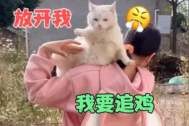 带猫去朋友家玩，结果把别人鸡撵到树林里去了，这朋友还能做吗