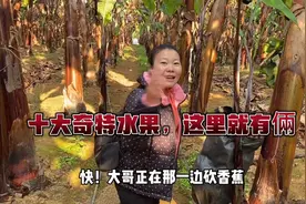 广西妹子跟大户去采蕉，地头现砍现发货，新一代农民不是谁都做得视频封面