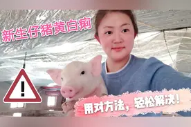 新生仔猪黄白痢掌握这几个方法双管齐下，轻松解决视频封面