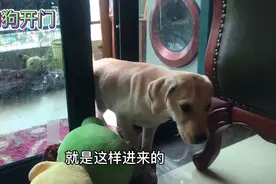 拉布拉多，被关在门外，却能想到办法自己进来，看看怎么开门的？