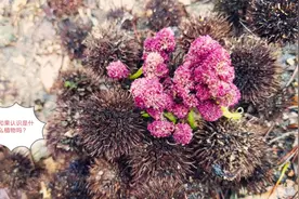 农村山里的“枫树”，果,叶,皮,根,各有不同的功效，看完不吃亏