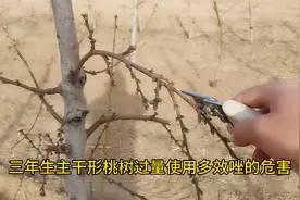 桃树过多使用多效唑很严重视频封面