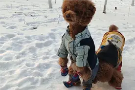 小狗之间也是有友谊的，也需要交朋友的。视频封面