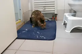 猫猫吐毛时的实拍。遇到猫猫吐毛不要慌。