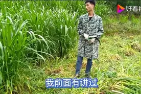 20头母牛一天吃多少青草，有粉丝说我牧草割早了可惜了是这样吗