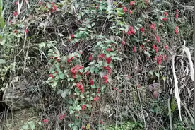 冬天的四明山，布满这种野果，味道好极了，开吃