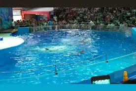 人与海豚🐬共舞，美！！！视频封面