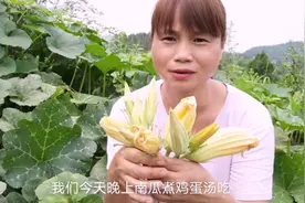 “南瓜花”不结果，摘来吃掉不浪费，还很有营养视频封面