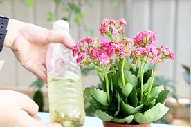 1种纯天然营养液，长寿花喝了，枝干粗壮还促花视频封面