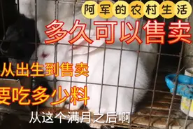 幼兔一天吃多少料，养到几个月长几斤才可以售卖，能赚到钱吗视频封面