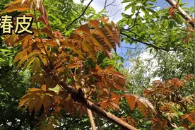 身边的草药（35续）， 椿皮，止血止带还治癣