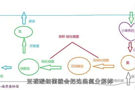 花大成本培养的“硝化细菌”到底是什么？详细讲解养好它的作用视频封面