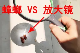 用“放大镜”把太阳光聚焦到“小强”身上，能不能点燃蟑螂？视频封面