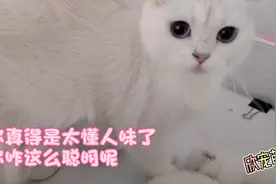 聪明漂亮的猫妈听主人叫它名字，叫一声它回答一声，太神奇了