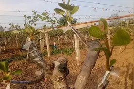 为啥三月初嫁接猕猴桃新芽，一半长势不好？果农纷纷重接