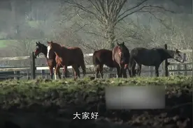 马场粪便如何清理？老外发明新工具，只要两分钟又快又干净
