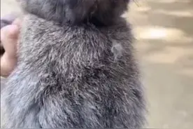 你们竟然剪我的牙齿！视频封面