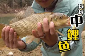 球球钓法首次中鲤鱼，坚持就有收获！最后渔获全部放生！视频封面