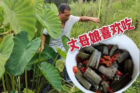 野生芋荷梗长在稻田边没人要，飞哥砍一大袋，这样加工就成了美食