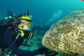 世界上最大的体长2米，体重600多斤的，大西洋GOLIATH石斑鱼。