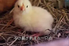 小鸡仔学人类走路，结果忘了自己原来的走路姿势，智商是硬伤！