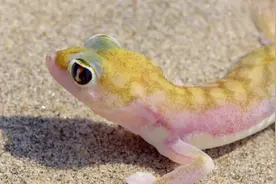 纪录片：极限非洲 - 4.南部干旱地区视频封面