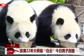 在美旅居22年大熊猫“白云”今日携子回国，回到都江堰生活视频封面