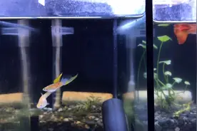 鱼缸出现大量的白色絮状物，是什么东西，有什么危害视频封面