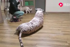 假老虎：狗狗遇到老虎吓得腿都打哆嗦，狗为什么会害怕假的？视频封面