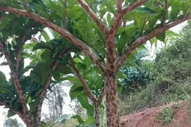 这样管理魔芋种子，出苗率达到95％以上