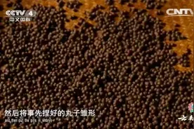 常见的丸剂中药是怎样做出来的？来看看樟帮人手中的水泛丸制法视频封面