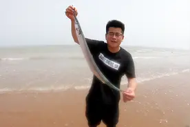每逢初一十五退大潮，海边必出好货？小伙运气爆棚捡条尖嘴带鱼！