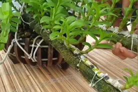 石斛如何大量获取高位芽？实验探究金钗石斛繁殖新方法视频封面