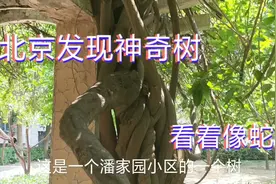 今天发现北京潘家园小区神奇树，好像蛇攀在一起，好吓人啊。视频封面