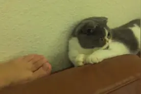 主人拿臭脚丫给猫咪闻，猫咪生气了，转过头不理主人视频封面