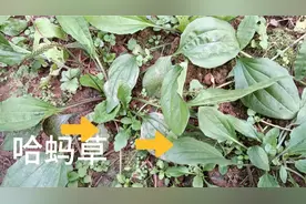 蛤吗草，也叫车前草，也叫当道。凉血通淋，利小便。视频封面