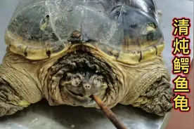 厨师教你，“滋补鳄鱼龟汤”做法，17斤肉瞬间被秒光，真美味。