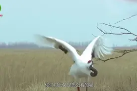 毒药之首鹤顶红到底是什么？看完真是长见识了……视频封面