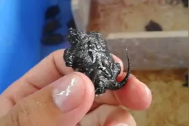 鳄龟养殖日常：破壳出来没多久的鳄龟，肚脐收好之后，可以下水了