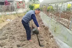 爷爷在给这个毛芋头浇点粪水，还自己想出用调和的鸡粪以后发育好视频封面