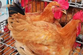 网友质疑100元四只的大公鸡是真是假？今天老板无奈说出了真像！