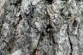 这种虫子两根须太长了视频封面