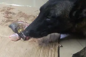 马犬生吃近两斤的鱼头，全程碎骨声就像放鞭炮，看着超级解压视频封面