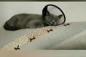 绝育小猫不断呕吐，这是怎么了😭视频封面