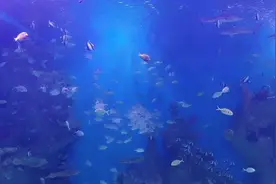 凤凰机场T|1航站楼视频封面
